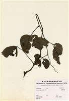藏品(野葛)的圖片